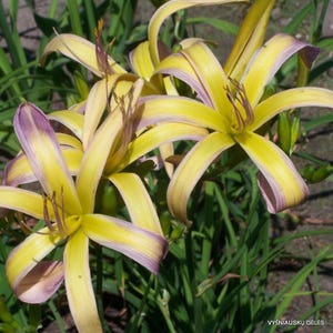 May include: Close-up of several yellow daylily flowers with purple edges and green foliage. The flowers have long, slender petals and prominent stamens. The image is taken outdoors in natural light.