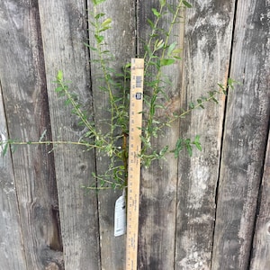 May include: A young willow tree with variegated green and white leaves, positioned next to a wooden ruler that shows the plant height reaches approximately 36 inches. The tree has a thin brown trunk and is planted in a black plastic nursery pot.