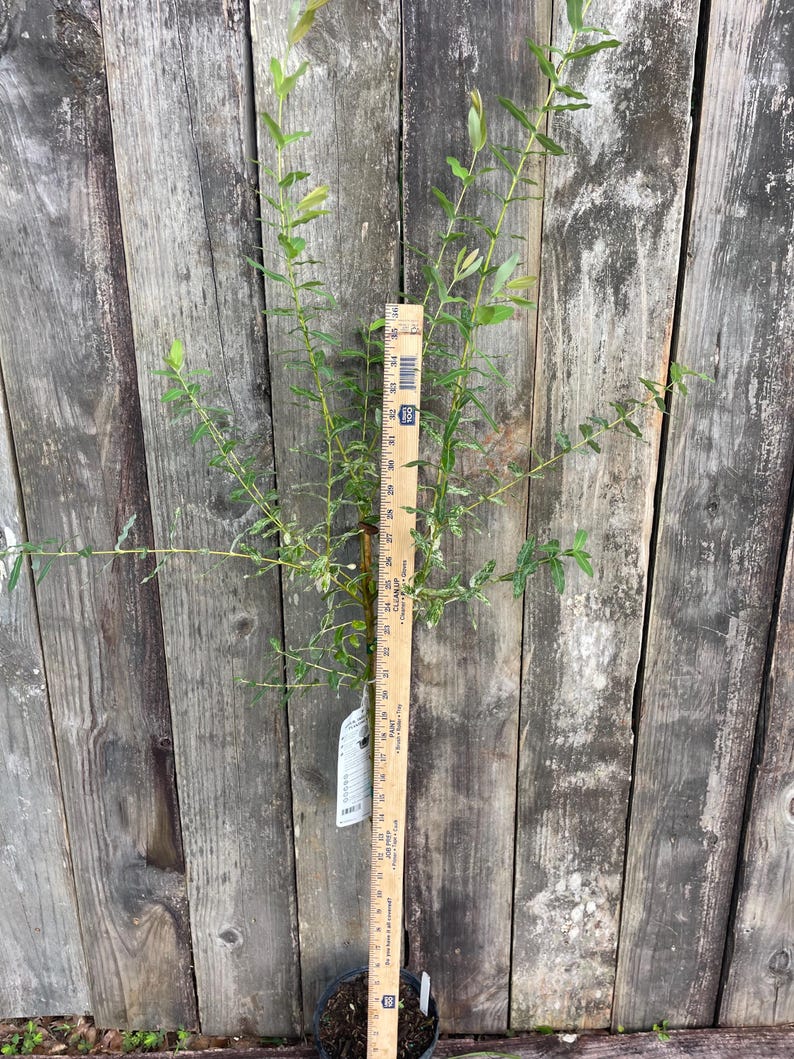 May include: A young willow tree with variegated green and white leaves, positioned next to a wooden ruler that shows the plant height reaches approximately 36 inches. The tree has a thin brown trunk and is planted in a black plastic nursery pot.