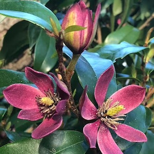 May include: Close-up of a magnolia flower with deep magenta petals and a yellow center. A closed bud and green leaves are also visible. The flower is in full bloom, showcasing its intricate details.