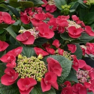 Cherry Explosion™ Hydrangea – 4” Pot | Cherry Red Lacecap Hydrangea | Reblooming Hydrangea for Shade Gardens | Live Plant
