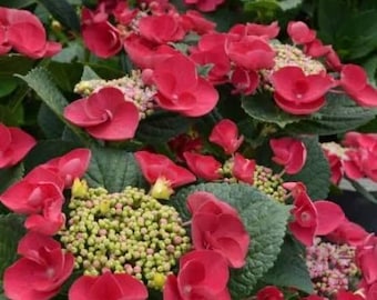 Hortensia Cherry Explosion™ – Maceta de 10 cm / Hortensia de encaje rojo cereza / Hortensia refloreciente para jardines de sombra / Planta viva
