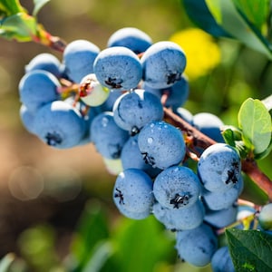 May include: A close-up of a cluster of ripe blueberries on a branch. The blueberries are a deep blue color with a dusty coating and small water droplets. Green leaves and a brown stem are also visible.