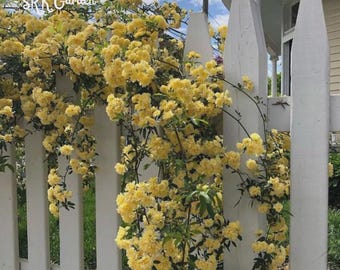 Lady Banks Climbing Rose: Thornless Yellow Perennial Vine -