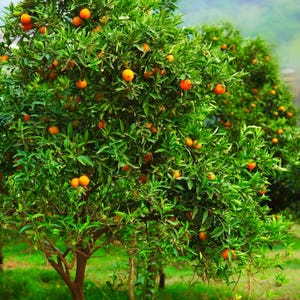 May include: A lush orange tree laden with ripe, round oranges. The tree's vibrant green leaves contrast with the bright orange fruit. The image captures the tree in a natural outdoor setting, showcasing the abundance of the harvest.