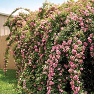 May include: A vibrant display of pink roses cascading over a wooden fence. The climbing rose bush is in full bloom, with clusters of pink flowers and green foliage. The arching branches create a beautiful garden feature against a blue sky.