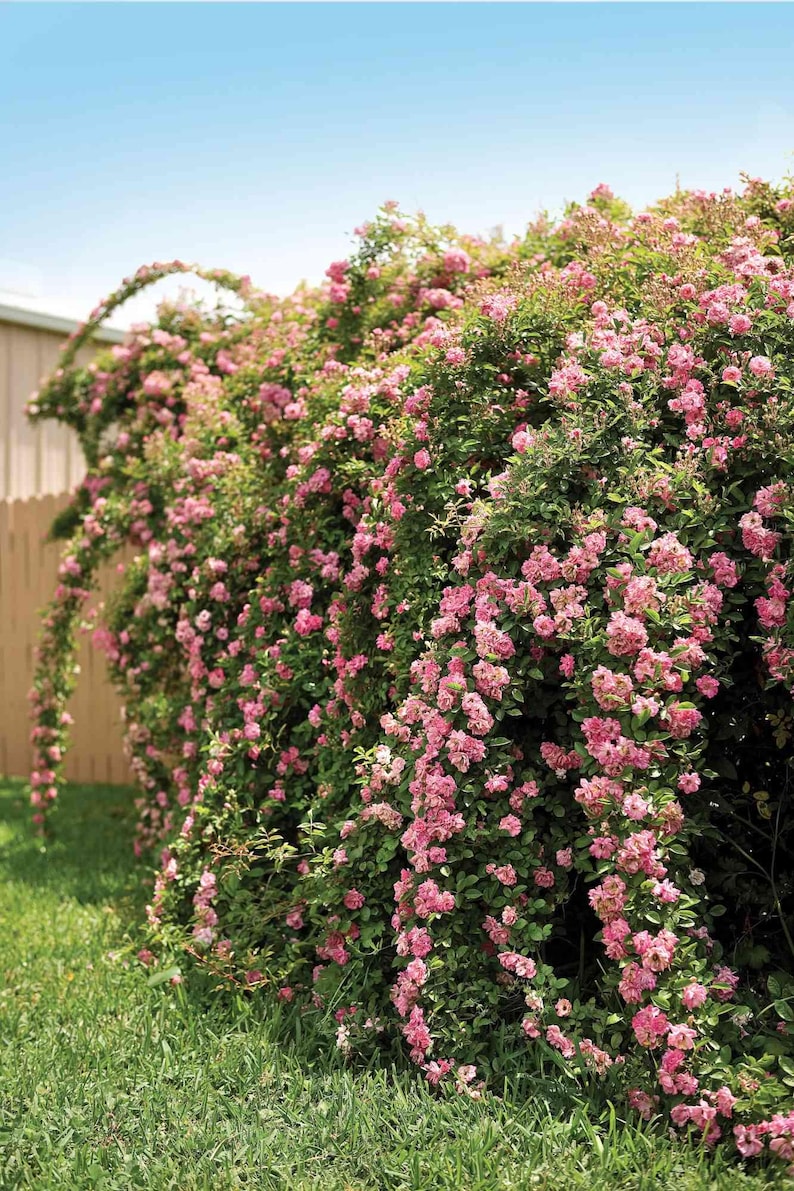 May include: A vibrant display of pink roses cascading over a wooden fence. The climbing rose bush is in full bloom, with clusters of pink flowers and green foliage. The arching branches create a beautiful garden feature against a blue sky.