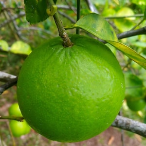 Key Lime Tree Live Citrus Plant Mexican Lime Sweet Tart Fruit for Containers