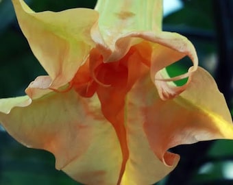 RARE DS Petite Citron Angel Trumpet Live Plant | Double Brugmansia | Fragrant Apricot Peach Blooms | Tropical Flowering Plant | 1 Gallon