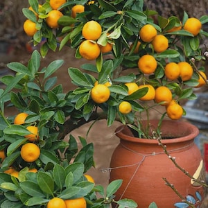 Owari Satsuma Tree