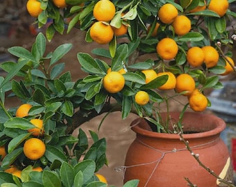 Owari Satsuma Tree 2–3 Ft Tall | Cold Hardy Citrus Tree Grafted | Sweet Seedless Mandarin Orange Tree | Easy Peel Fruit | Patio Container Ci