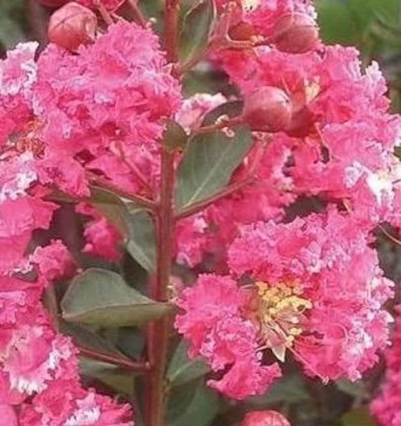 Myrtles Raspberry Raspberry Sundae Crape Myrtle Tree 1 Gallon Raspberry Pink Blooms ...