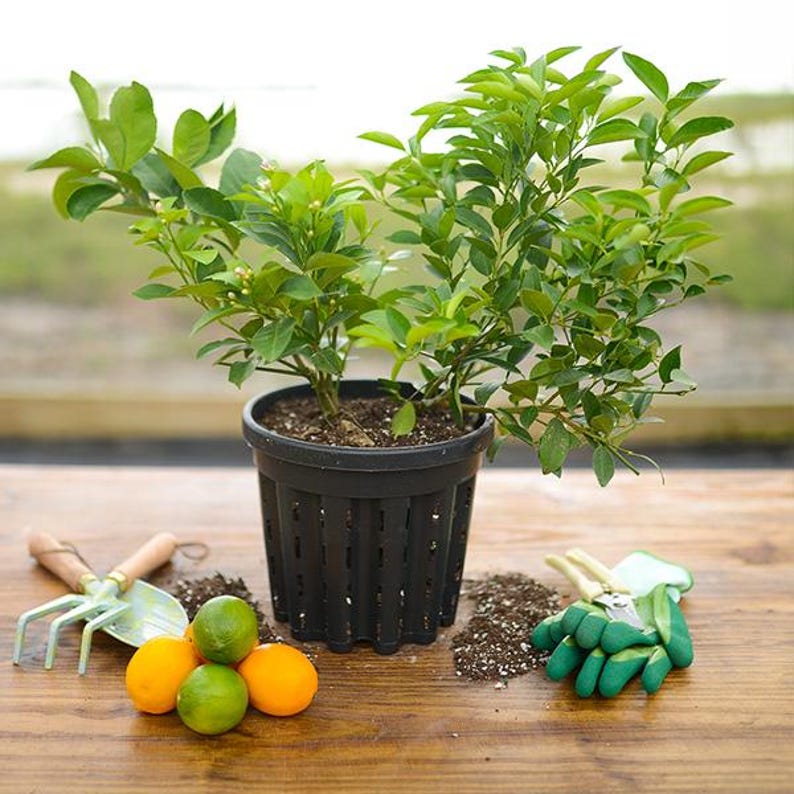 Puede incluir: Una planta de c&iacute;tricos en maceta con hojas verdes vibrantes y peque&ntilde;as flores blancas. La maceta negra est&aacute; sobre una superficie de madera, acompa&ntilde;ada de herramientas de jardiner&iacute;a, guantes y naranjas y limas maduras. Un tema de jardiner&iacute;a.
