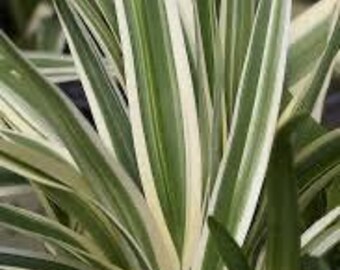 Lirio de lino variegado - 1 galón - Dianella tasmanica 'Variegata' - Hierba ornamental - Planta viva
