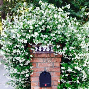 May include: A brick mailbox post covered in green foliage and white flowers. A black mailbox with a red dot is attached to the post. A decorative sign with the number 2973 is mounted on the brick.