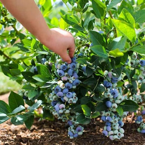 May include: A close-up of a blueberry bush laden with ripe, plump blueberries in various stages of ripeness. The berries range in color from pale green to deep blue. A hand reaches into the bush to pick the fruit. The leaves are a vibrant green.