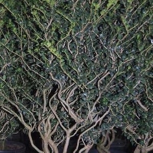 Rocky Creek Holly 1 Gallon – Contorted Japanese Holly – Twisted Evergreen Shrub – Rare Ilex Crenata – Bonsai Plant – Architectural Garden Pl