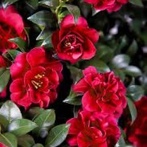 May include: A cluster of vibrant red camellia flowers in full bloom, featuring layered, ruffled petals and prominent yellow stamens at the center. The blossoms are surrounded by glossy, dark green, oval-shaped leaves on a dense shrub.