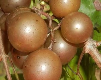 Könnte beinhalten: Eine Traube aus runden Beeren, die an einem holzigen Rebstock hängt. Die Trauben zeigen einen Farbverlauf von hellem Grün an der Unterseite bis zu einem bräunlich-rosa Farbton an der Oberseite, mit kleinen dunklen Sprenkeln auf der glatten Haut.