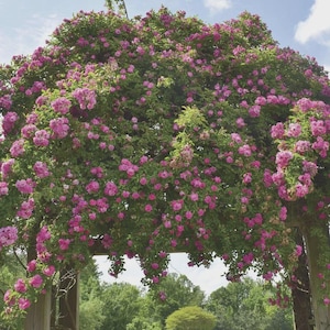 May include: A wooden pergola overflowing with pink climbing roses. The roses cascade downwards, forming a dense, floral canopy. The structure is set against a backdrop of a blue sky and green trees, creating a natural, romantic setting.