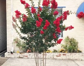 Miss Frances Crape Myrtle Tree 1 Gallon – Deep Red Blooms, 12–20 ft Small Flowering Tree, Heat Tolerant Landscape Accent