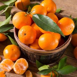 Ponkan Mandarin Tree: Easy-Peel Citrus, Container or Yard