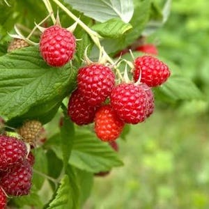 K&ouml;nnte beinhalten: Nahaufnahme eines Himbeerstrauchs mit leuchtend roten Beeren und gr&uuml;nen Bl&auml;ttern. Die reifen Himbeeren sind dicht beieinander und zeigen ihre strukturierte Oberfl&auml;che. Der Hintergrund ist ein weiches, verschwommenes Gr&uuml;n.