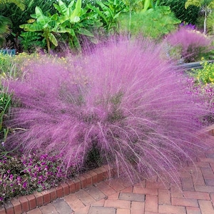 Pink Muhly Grass - 1 Gallon Pot - Muhlenbergia capillaris - Ornamental Grass - Live Plant