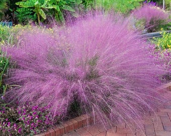 Pink Muhly Grass Live Plant 1 Gallon Ornamental Grass Muhlenbergia capillaris Pink Flowering Grass Drought Tolerant Landscape Plant