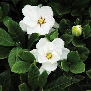 May include: Two blooming white gardenia flowers with layered petals and yellow centers, surrounded by dense, dark green, glossy oval leaves. A single, unopened pale green gardenia bud is visible on the right side of the lush foliage.