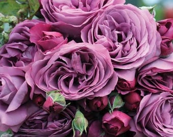 Plum Perfect® Rose Live Plant 3 Gallon - Disease Resistant Purple Rose Bush - Repeat Blooming Fragrant Landscape Rose