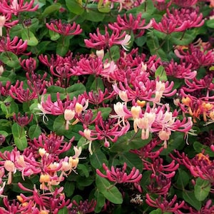 May include: A dense cluster of honeysuckle flowers featuring vibrant pink and magenta petals with pale yellow centers. The tubular blossoms are arranged in intricate, layered patterns among numerous rounded, bright green leaves.