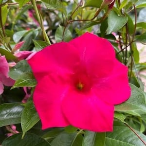 May include: A vibrant, hot pink flower with a yellow center, surrounded by lush green leaves. The petals are large and showy, with a velvety texture. The flower is in full bloom, showcasing its beauty. The image captures the essence of a blooming plant.