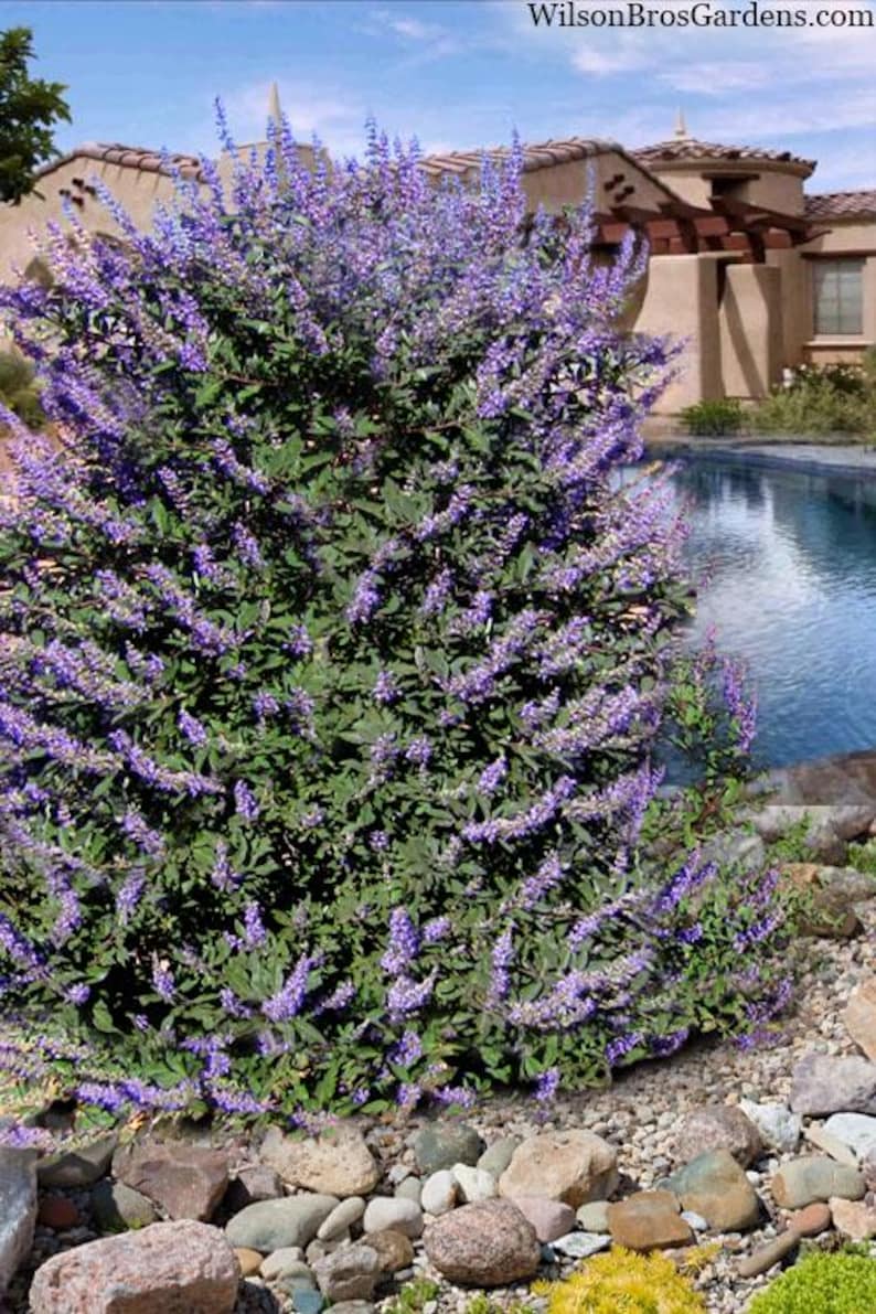 Summertime Blues Vitex: Lavender Blooms, Compact Shrub (1 Gallon) - Etsy