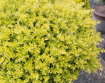 Könnte beinhalten: Ein dichter, runder Strauch mit kleinen, gelb-grünen Blättern. Die Pflanze hat ein volles, üppiges Aussehen, was darauf hindeutet, dass sie gut gepflegt ist. Die Blätter weisen eine leichte Panaschierung auf, was für visuelles Interesse sorgt. Der Strauch ist wahrscheinlich eine dekorative Gartenpflanze.