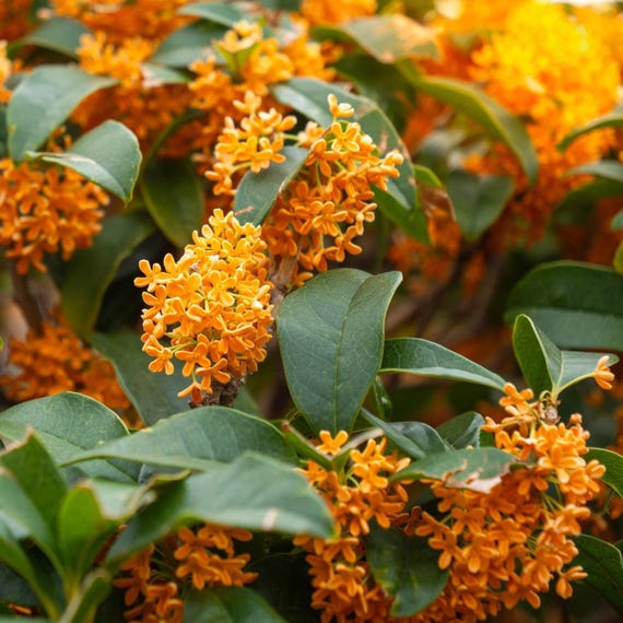 Orange Sweet Olive 1 Gallon – Osmanthus Fragrans Aurantiacus