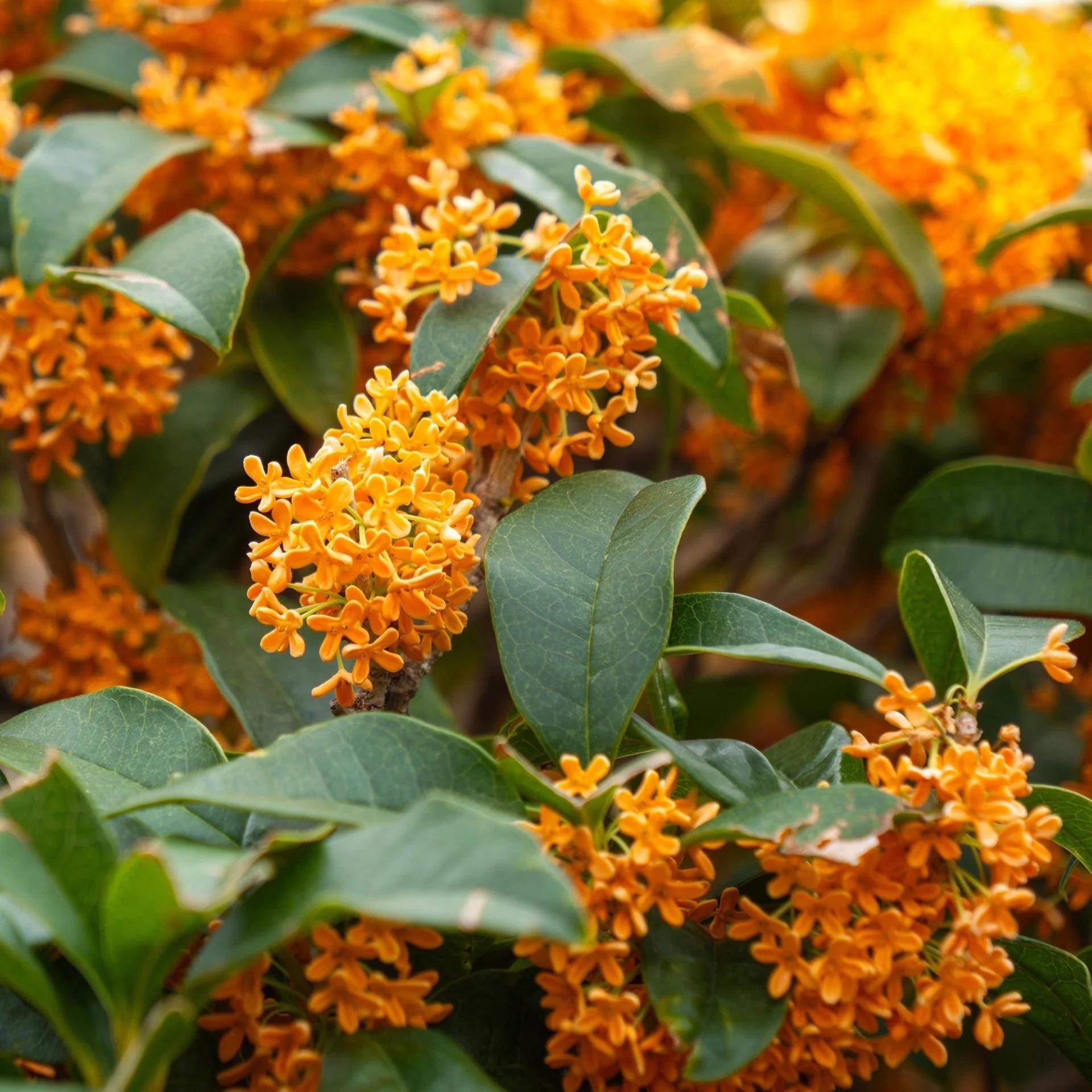 Orange Sweet Olive 1 Gallon – Osmanthus Fragrans Aurantiacus