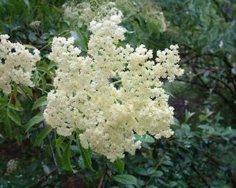 Ranch & Wildwood Elderberry Plants 1 Gallon (2-Pack) Live Elderberry Bushes Sambucus canadensis Pollinator Set Medicinal Berry Plants Edible