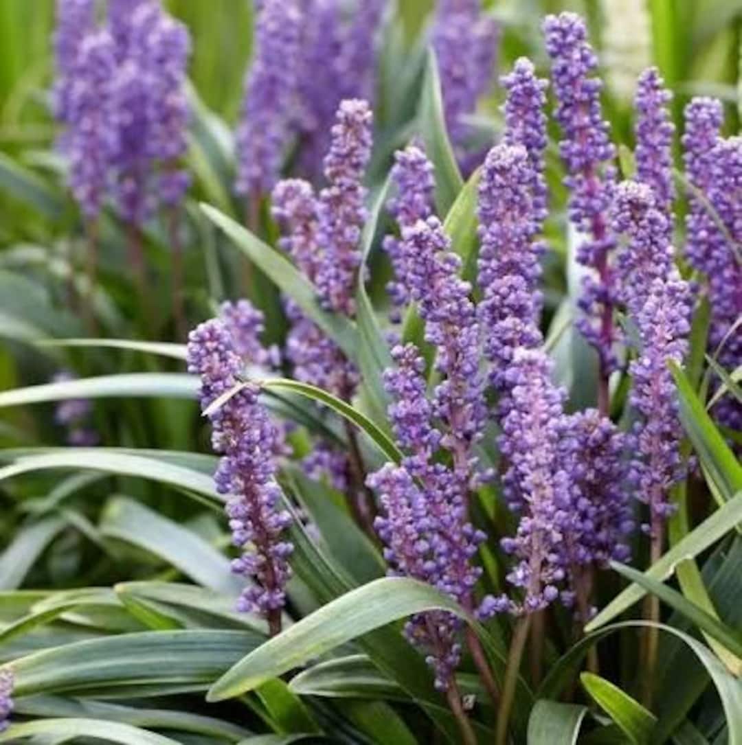 big-blue-liriope-1-gallon-live-plant-evergreen-border-grass-liriope