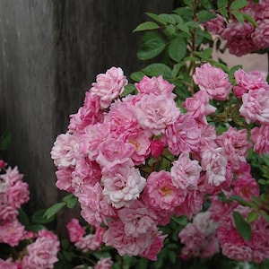 May include: A close-up of a cluster of pink roses in full bloom, with multiple blossoms and green leaves. The roses have a soft, layered petal structure, and the overall color palette is a mix of light and dark pinks. The background is a dark, textured surface.