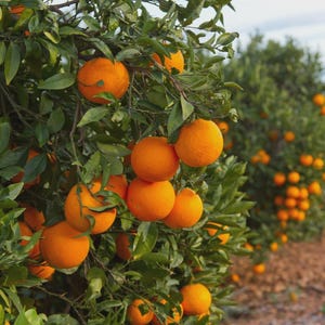 Valencia Orange Tree: Sweet Citrus, Patio Container or Yard