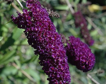 Nanho Purple Butterfly Bush Live Plant Buddleia Pollinator Shrub Purple Blooms Hummingbird Butterfly Garden Compact 1 Gallon