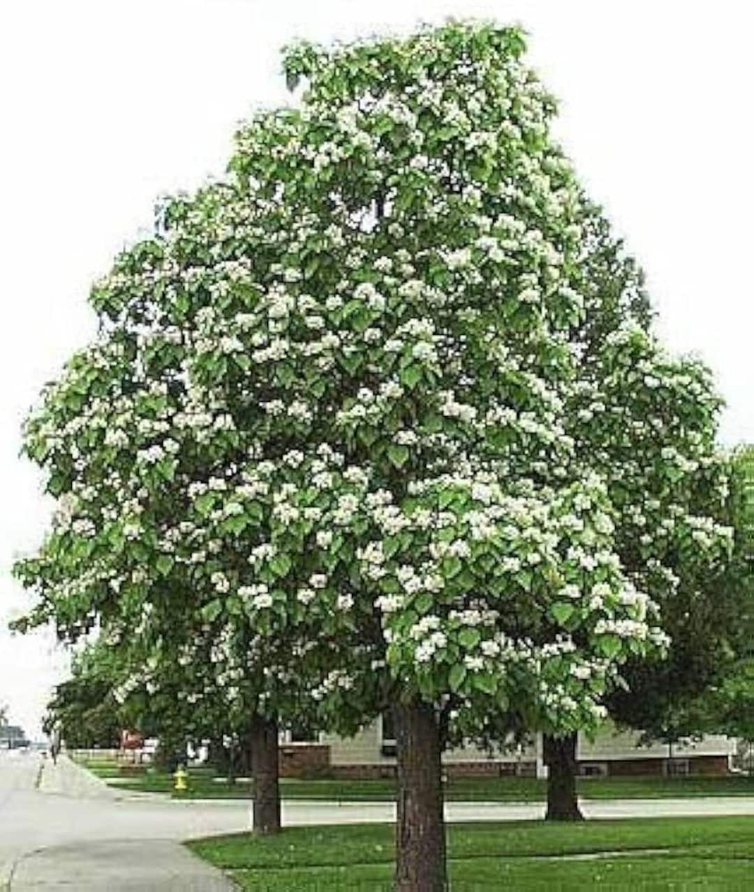 Catapulta Tree Catalpa Tree – Fast-growing Shade Tree With Huge Heart-shaped Leaves ...