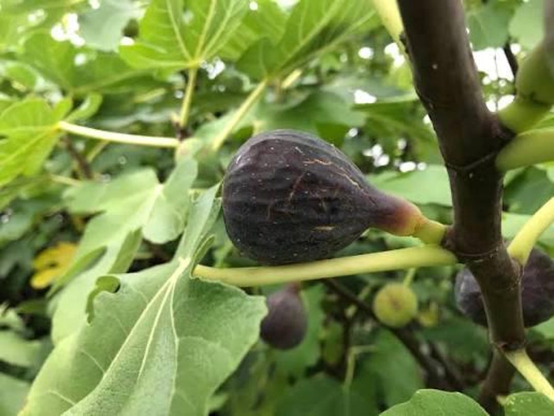 Col De Dame Noir Fig Tree 1 Gallon – Rare French Fig Variety – Dark ...