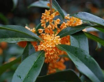 Olivo dulce naranja de 1 galón – Osmanthus fragrans aurantiacus, arbusto perenne fragante, olivo de té naranja para setos, pantallas o contenedores