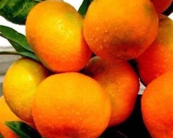 Miho Satsuma Tree 2–3 Ft Tall | Cold Hardy Citrus Tree Grafted | Early Ripening Mandarin Orange Tree | Sweet Seedless Fruit | Patio Containe