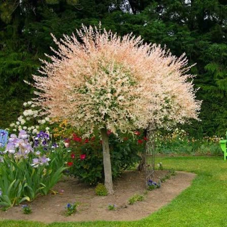 May include: A deciduous tree with a rounded canopy featuring variegated foliage in shades of soft pink, creamy white, and green. The tree has a single, straight, light gray trunk and is positioned in a garden setting with green grass.