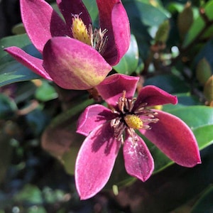 May include: Close-up of two deep magenta magnolia flowers with yellow and brown centers. The petals have a slight gradient of yellow and green. The flowers are surrounded by green leaves and buds, creating a natural, floral theme.