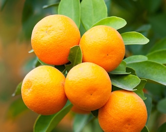 Brown Select Satsuma Tree 2–3 Ft Tall | Live Citrus Tree Grafted | Cold Hardy Mandarin Orange Tree | Easy Peel Sweet Fruit | Patio Container