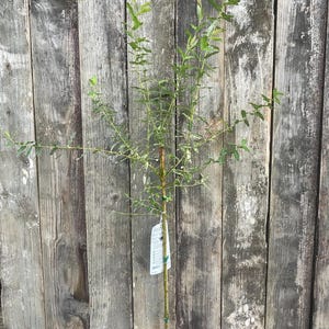 May include: A young willow tree with a slender brown trunk and thin, flexible branches extending outward. The tree features narrow, light green leaves distributed along its stems and a white rectangular plant tag attached to the main stem.